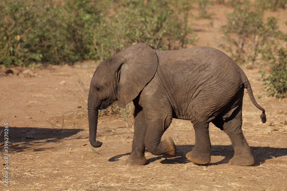 Afrikanischer Elefant / African elephant / Loxodonta africana.