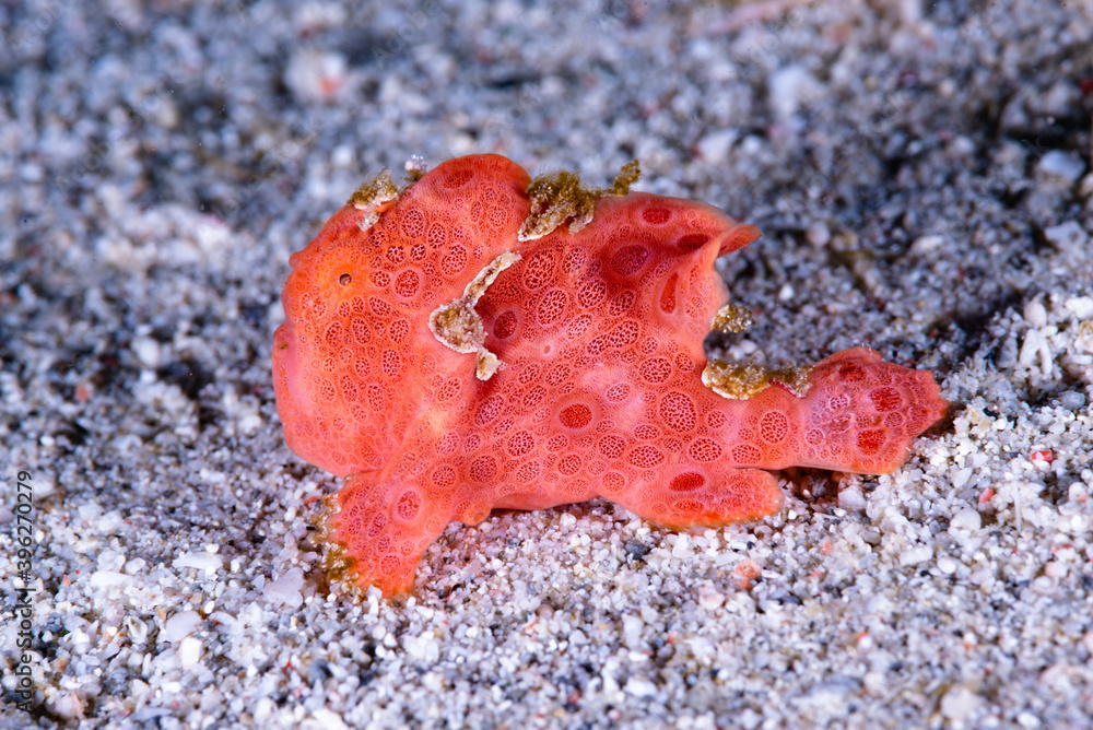Painted frogfish Antennarius pictus Painted frogfish Antennarius pictus