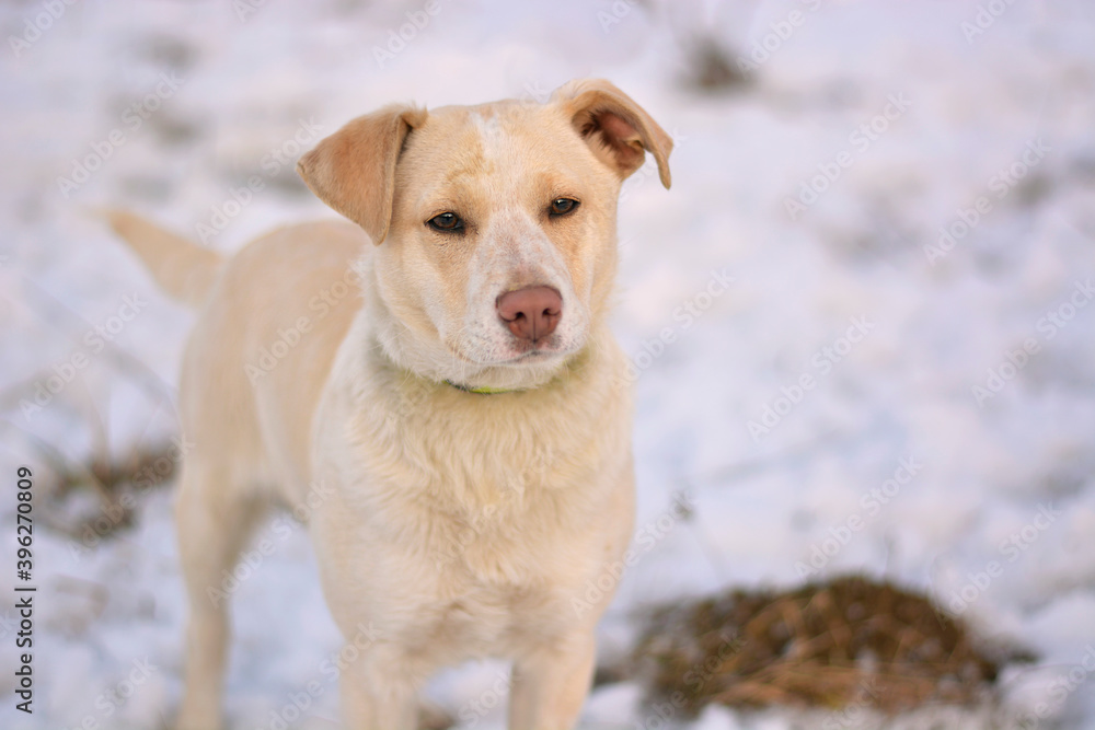 Cute dog portrait in snow, winter nature