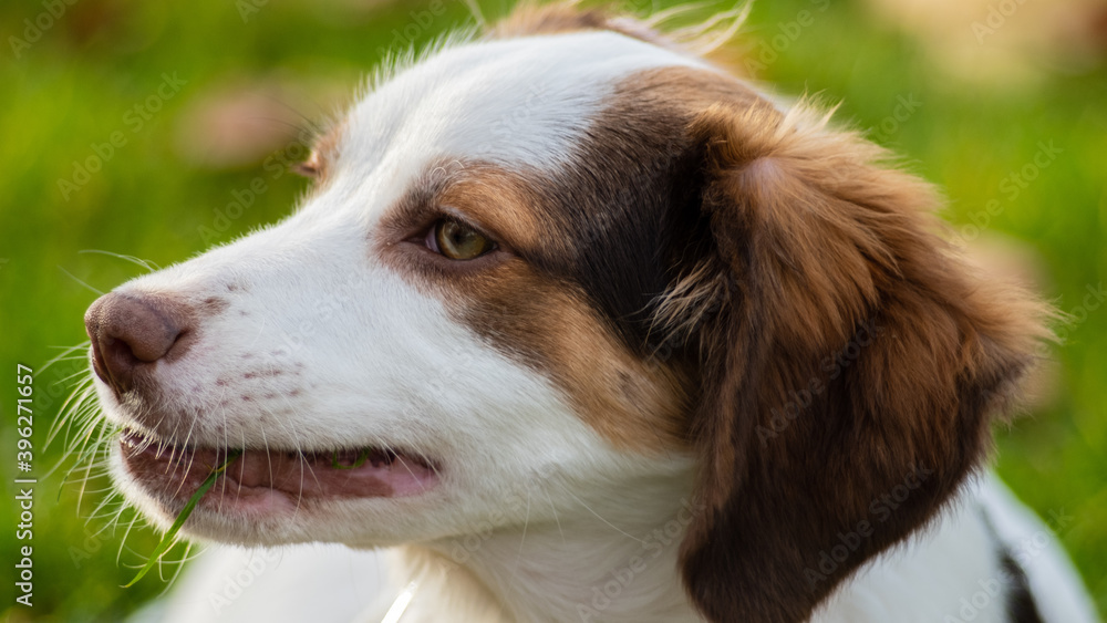 Portrait of a cute spaniel dog puppy Portrait of a cute spaniel dog puppy