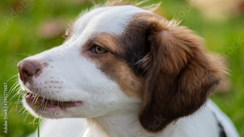 Fototapeta Naklejka Na Ścianę i Meble -  Portrait of a cute spaniel dog puppy