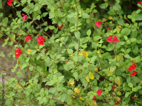 Salvia microphylla var. neurepia ‘Forever Red’ | Massif décoré de Sauge de Graham arbustive Forever Red à fleurs rouges lumineuse dans un feuillage vert