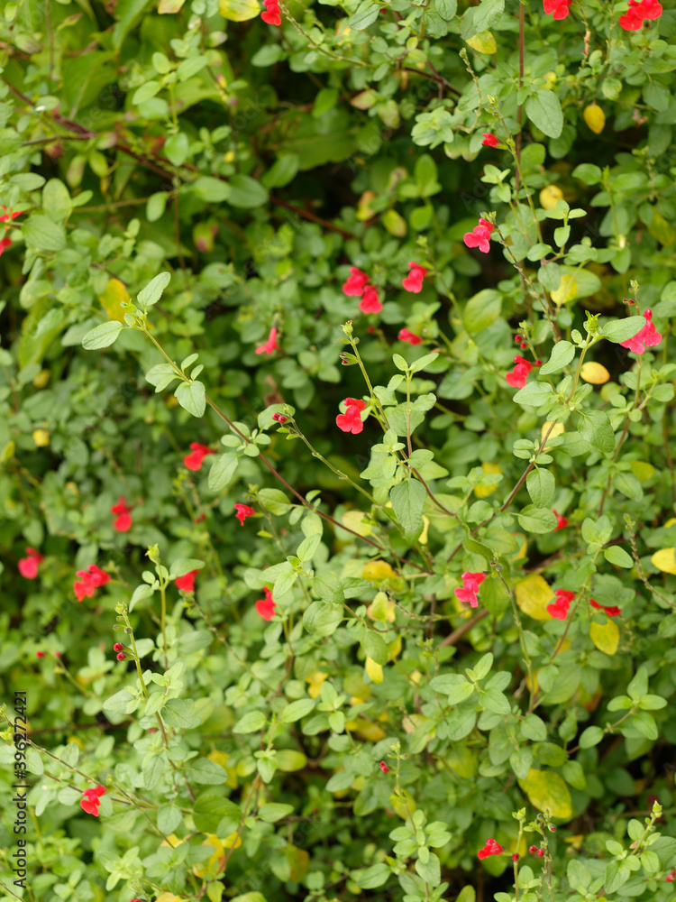 Salvia microphylla var. neurepia ‘Forever Red’ | Sauge de Graham arbustive Forever Red à larges feuilles vertes sur tiges rouge brun garnies de fleurs rouges lumineuses Salvia microphylla var. neurepia ‘Forever Red’ | Sauge de Graham arbustive Forever Red à larges feuilles vertes sur tiges rouge brun garnies de fleurs rouges lumineuses