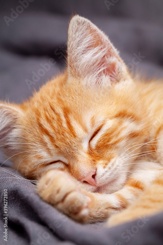 Fototapeta Naklejka Na Ścianę i Meble -  Portrait of young red kitten falls asleep