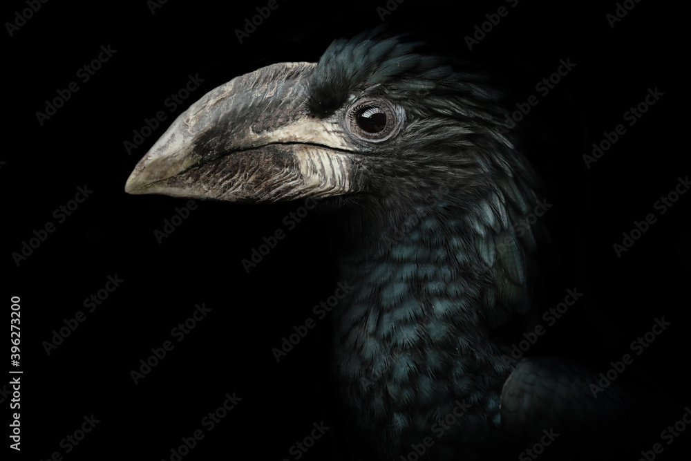 Fototapeta premium Portrait hornbill on dark background