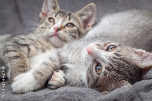 A pair of playful young gray striped kittens lying on grey