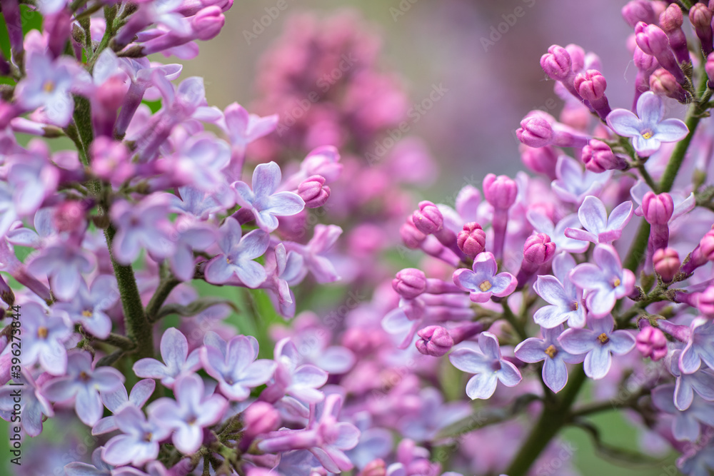 Lilac garden trees under the rain nature spring time with free space text Lilac garden trees under the rain nature spring time with free space text