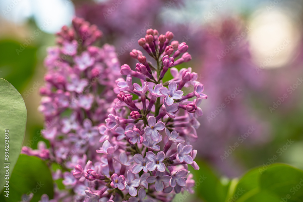 Obraz premium Lilac garden trees under the rain nature spring time with free space text