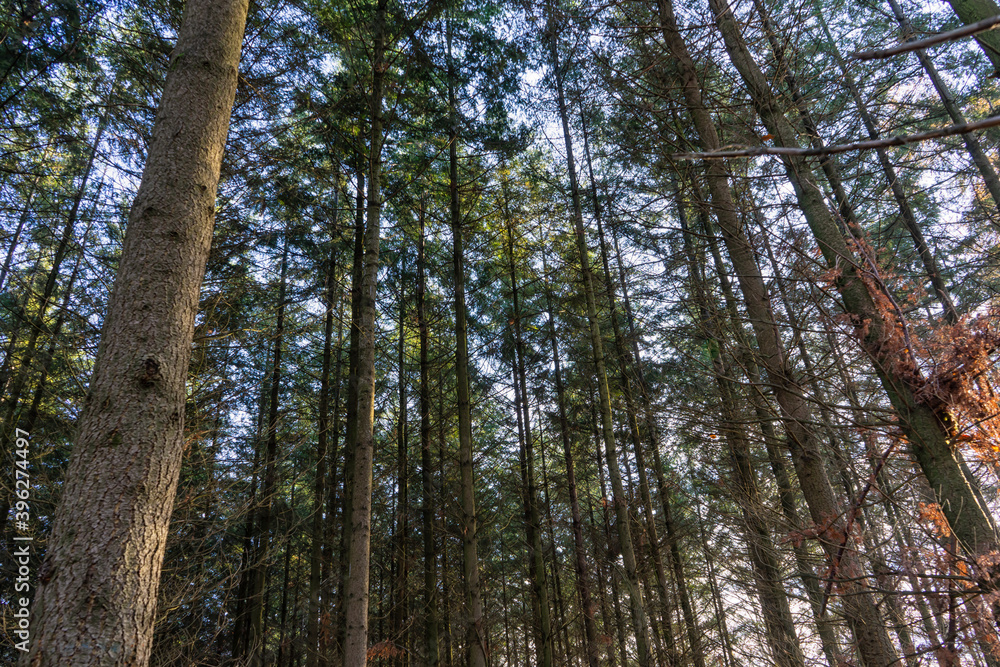 Nadelbäume im Herbst mit langen Stämmen Nadelbäume im Herbst mit langen Stämmen