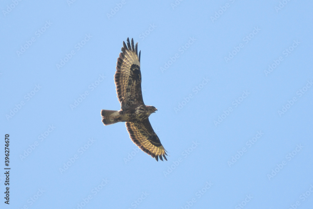 Fototapeta premium Poiana (Buteo buteo) in volo su sfondo cielo blu