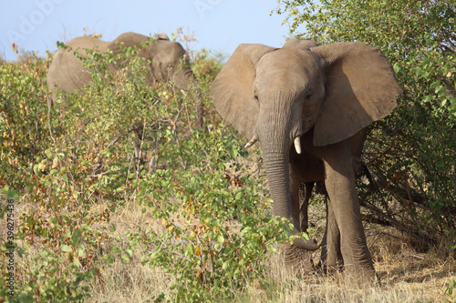 Afrikanischer Elefant / African elephant / Loxodonta africana