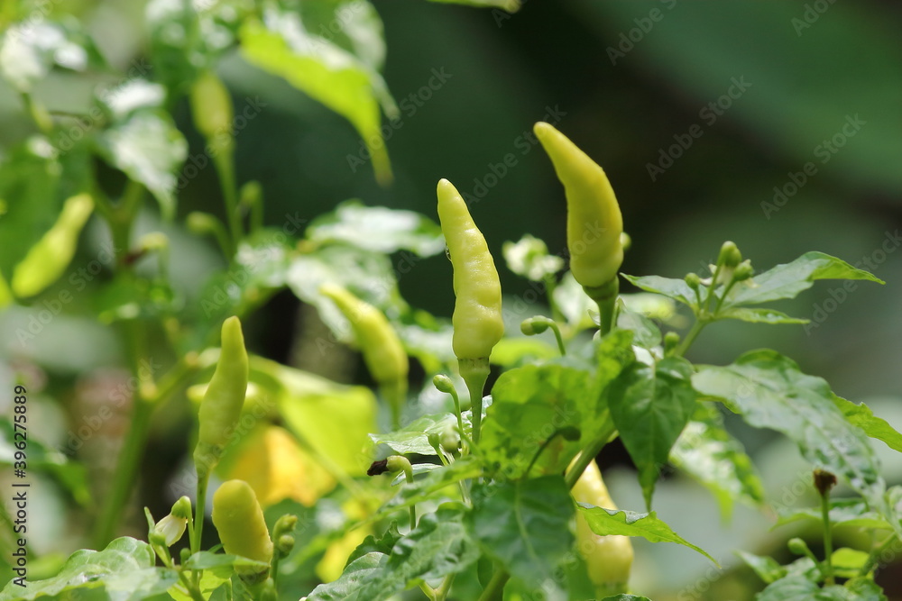 Obraz premium Birds eye chilli Indian.