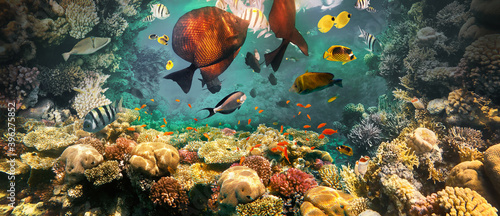 Underwater Colorful Tropical Fishes. © Solarisys