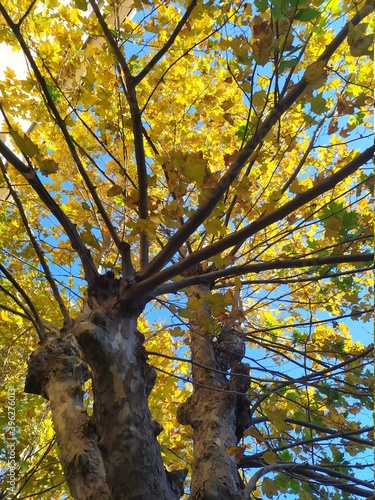 autumn in the park