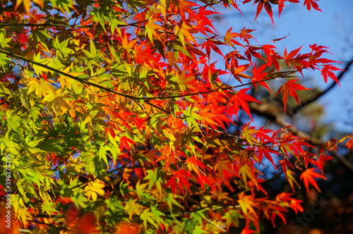 紅葉で赤く色づいた木々