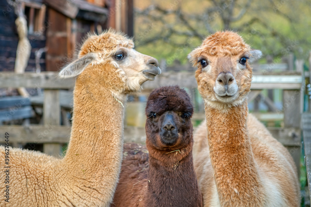 Group of fluffy alpacas on a farm