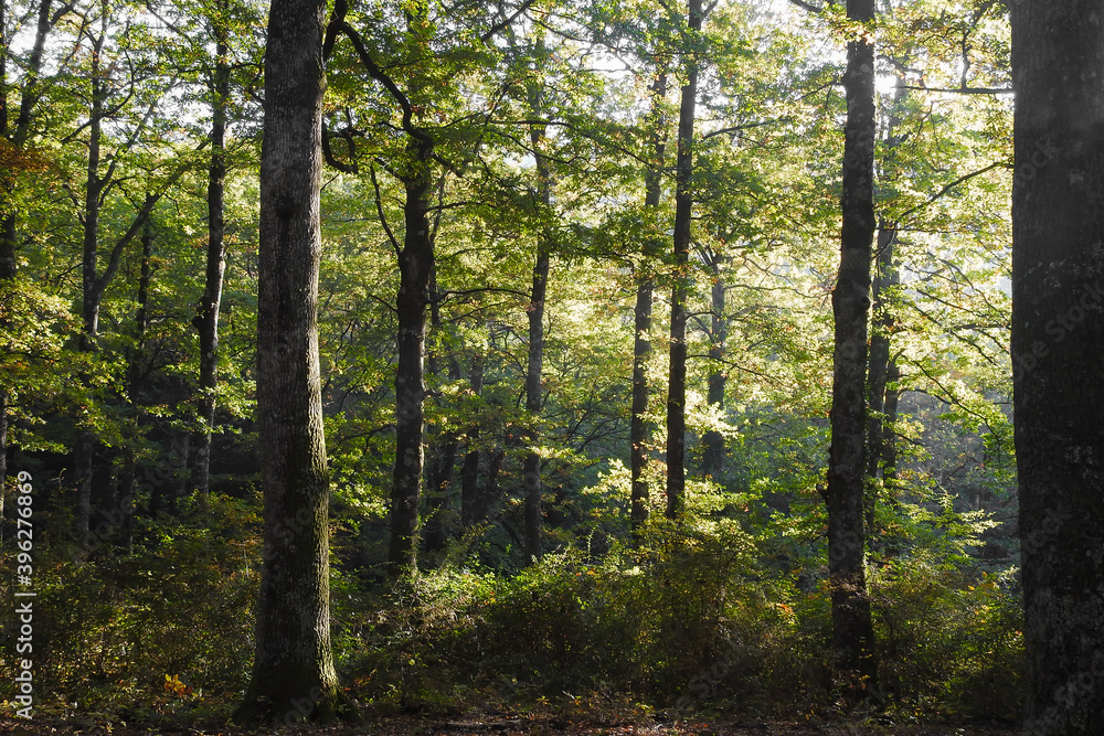 Naklejka premium Bosco di cerro (Quercus cerris) in Autunno,controluce