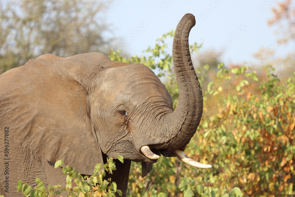 Obraz premium Afrikanischer Elefant / African elephant / Loxodonta africana