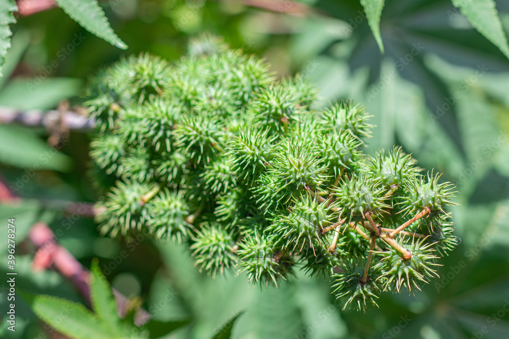 Closeup the cluster seed pods of Castor bean or Castor oil plant (Ricinus Communis) are growing in tropical forest Closeup the cluster seed pods of Castor bean or Castor oil plant (Ricinus Communis) are growing in tropical forest