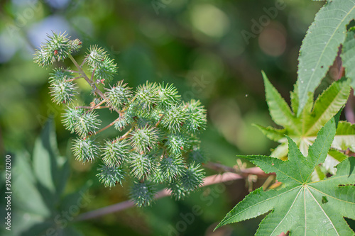 Closeup the cluster seed pods of Castor bean or Castor oil plant (Ricinus Communis) are growing in tropical forest