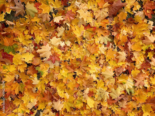 Background of maple leaves on the ground