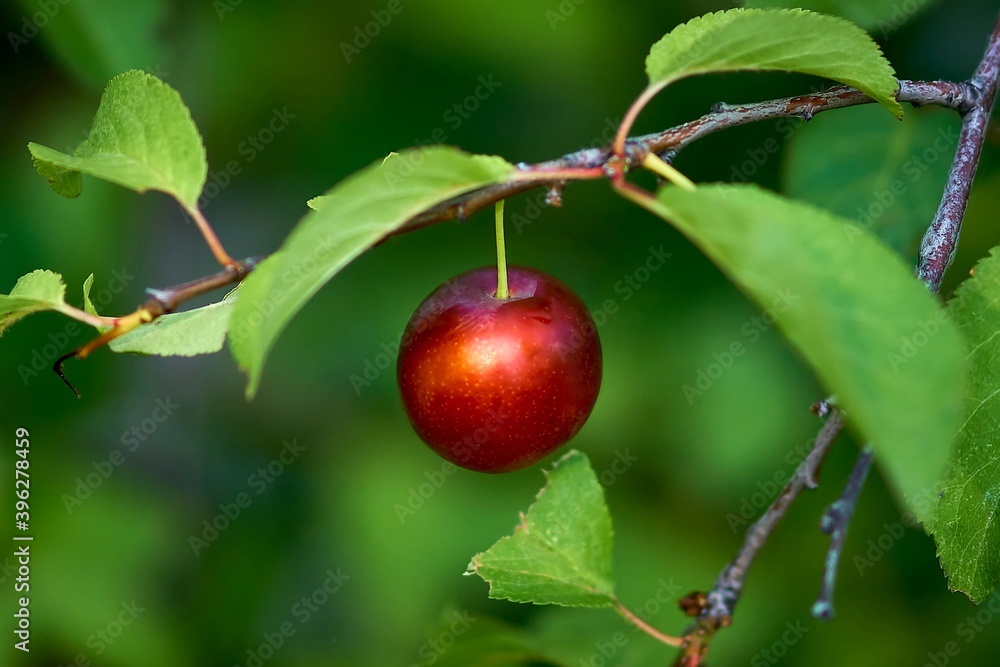 cherry, fruit, wood, red, food, branch, green, ripe, nature, autumn, leaf, garden, fresh, agriculture, healthy, apples, orchard, cherry, summer, juicy, leaves, natural, harvest, organic, plant cherry, fruit, wood, red, food, branch, green, ripe, nature, autumn, leaf, garden, fresh, agriculture, healthy, apples, orchard, cherry, summer, juicy, leaves, natural, harvest, organic, plant