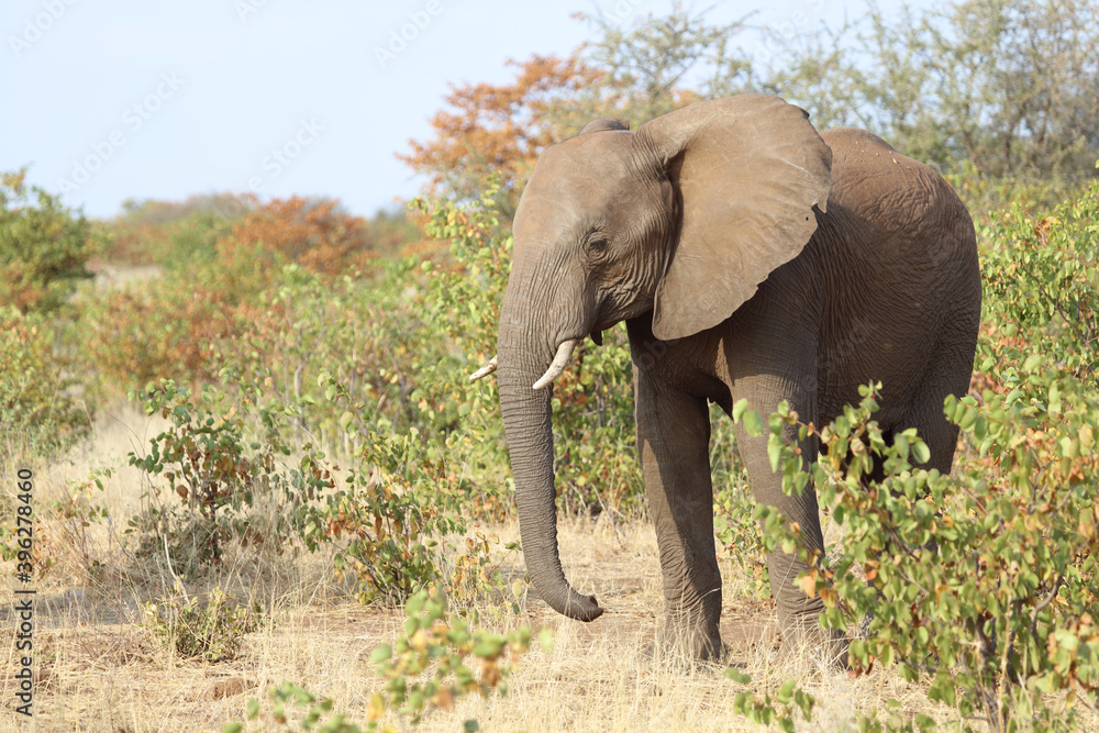 Obraz premium Afrikanischer Elefant / African elephant / Loxodonta africana