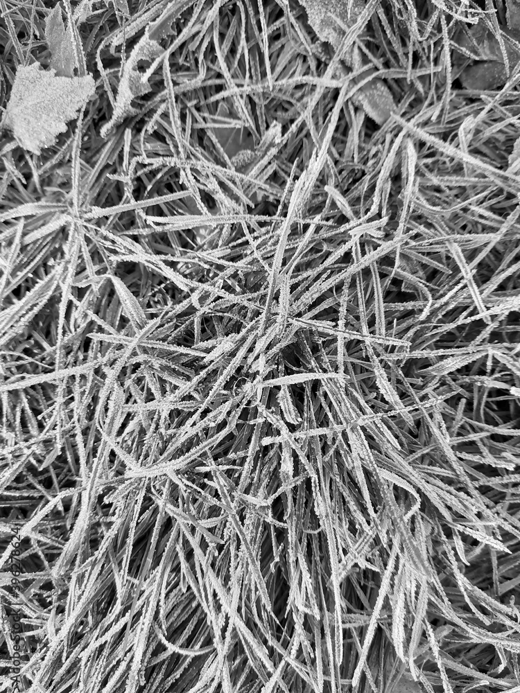 Early winter. The first frost on the green grass, on the ground. Autumn fallen leaves. Autumn time. Background for the screen. In black and white. Early winter. The first frost on the green grass, on the ground. Autumn fallen leaves. Autumn time. Background for the screen. In black and white.