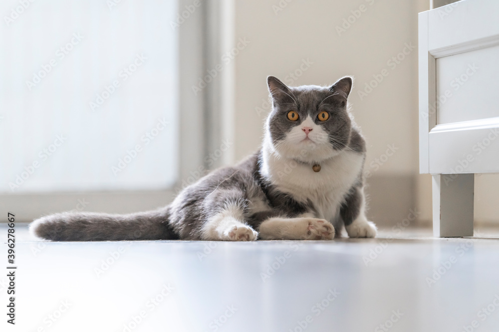 British Shorthair lying on the floor