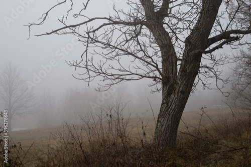 Fog in nature landscape.