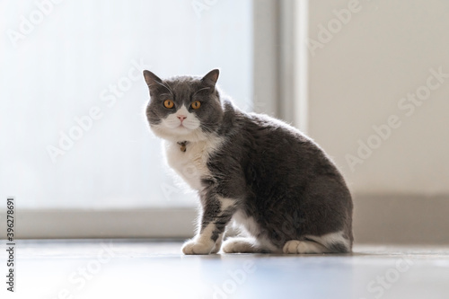 Fototapeta Naklejka Na Ścianę i Meble -  Cute British Shorthair cat, indoor shot