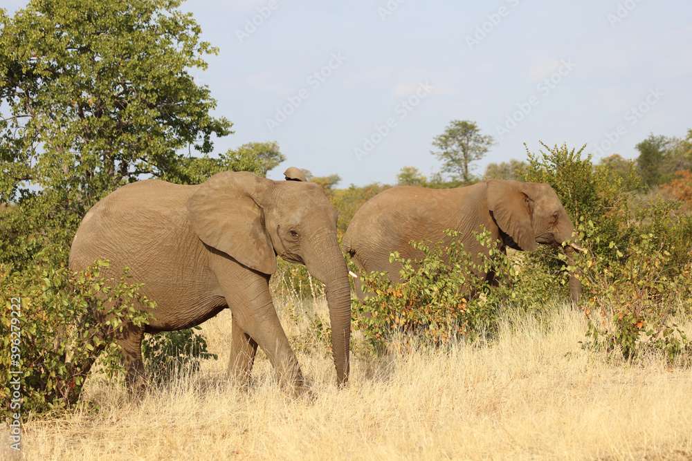 Afrikanischer Elefant / African elephant / Loxodonta africana.