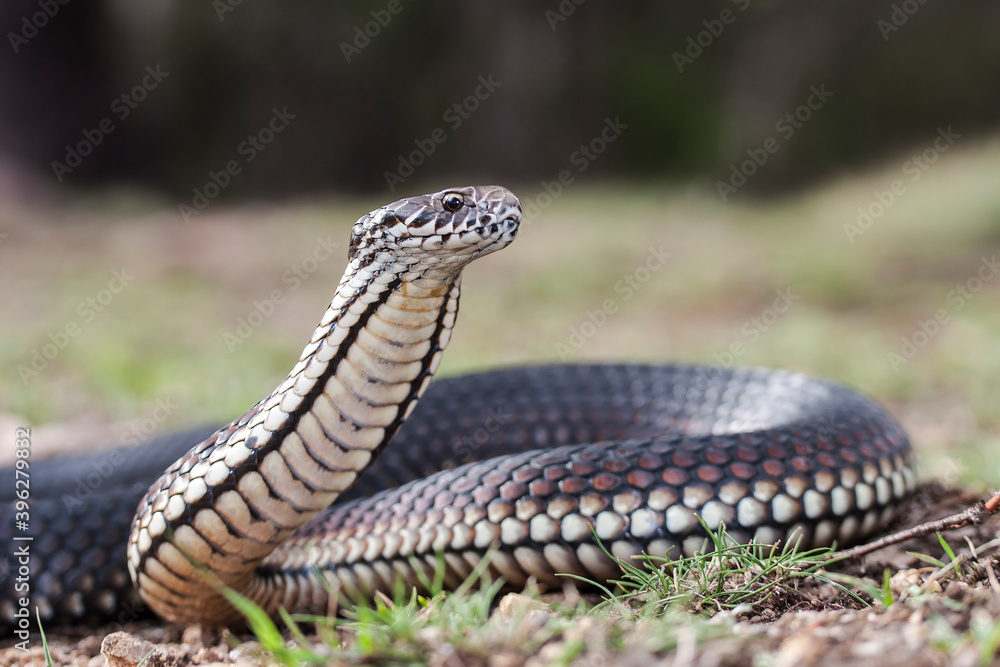 Fototapeta premium Australian Highlands Copperhead Snake with head raised