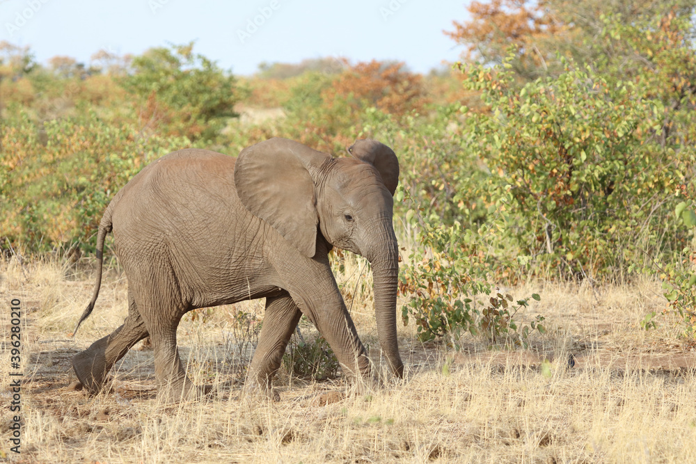 Fototapeta premium Afrikanischer Elefant / African elephant / Loxodonta africana.