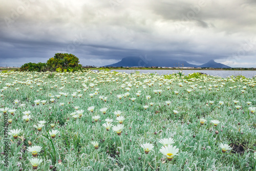 View of  Table Mountain with brightly coloured yellow and white wild flowers growing in foreground, Cape Town, South Africa