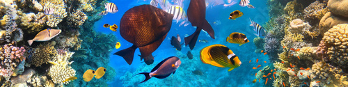 Photography Underwater Colorful Tropical Fishes.