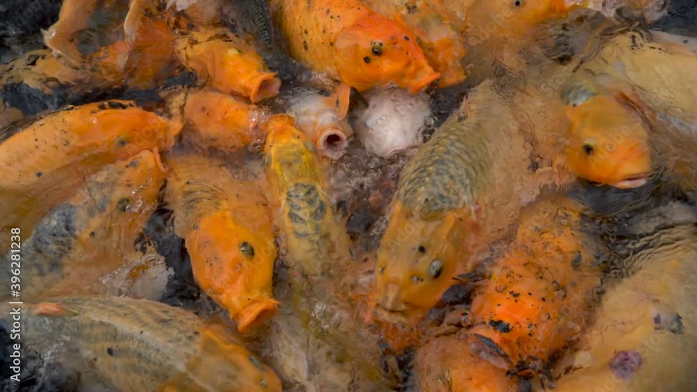 Colorful koi carp fish in a farm pond feeding Colorful koi carp fish in a farm pond feeding