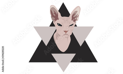 Muzzle of Grumpy cat with angry look. Sphynx cat. 