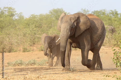 Afrikanischer Elefant   African elephant   Loxodonta africana..