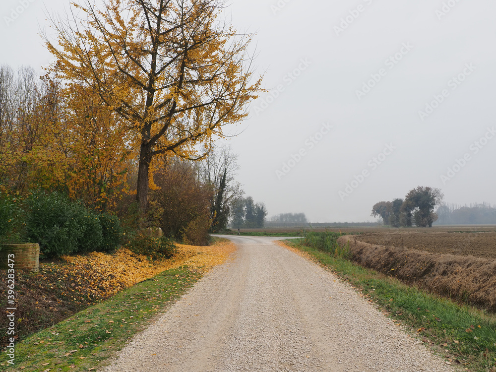 Fototapeta premium Copparo, Italy. November, Emilian countryside and foliage.