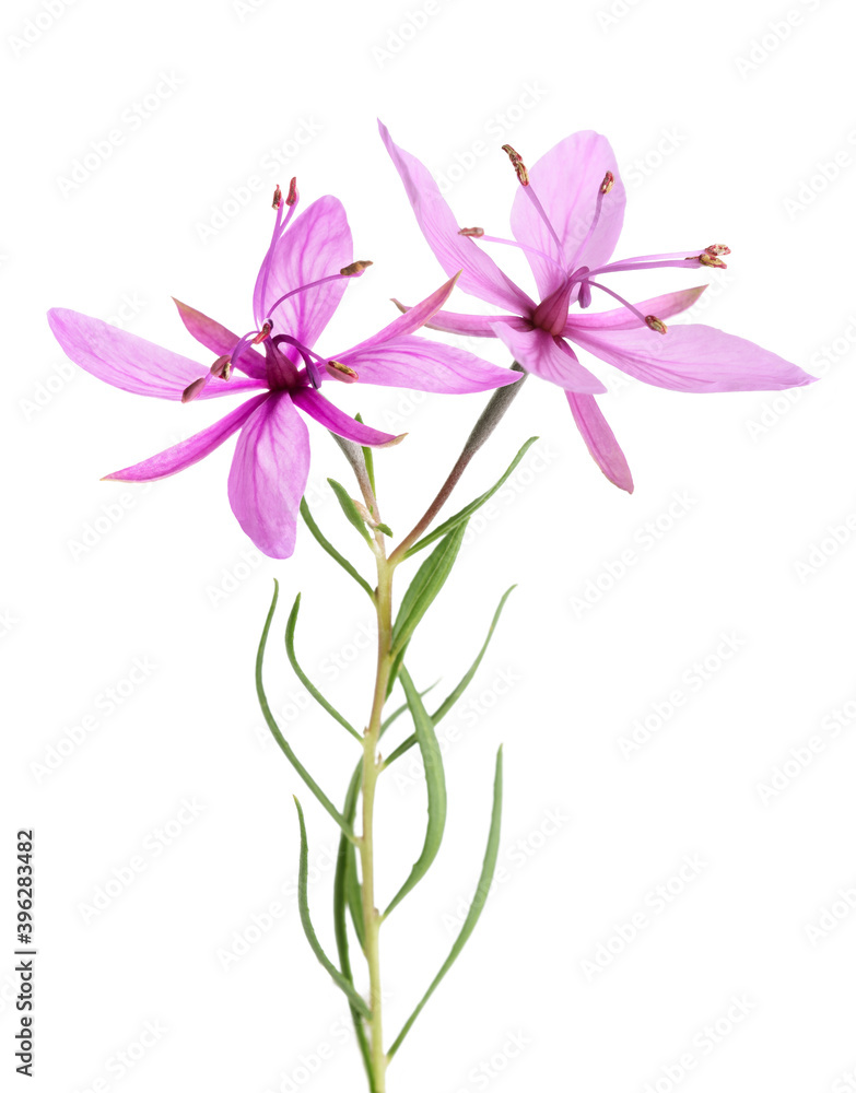 Obraz premium Pink Alpine willowherb