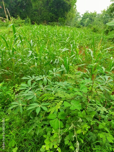 green grass in the garden