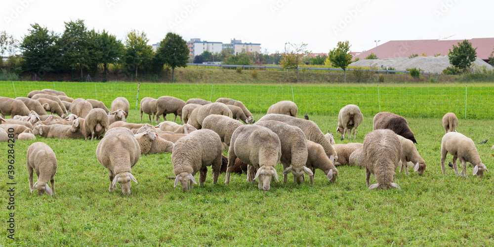 Panorama photo with a herd of grazing white sheep Panorama photo with a herd of grazing white sheep