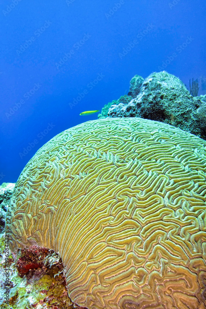 Brain coral, Coral Reef, Caribbean Sea, Isla de la Juventud, Cuba, América Brain coral, Coral Reef, Caribbean Sea, Isla de la Juventud, Cuba, América