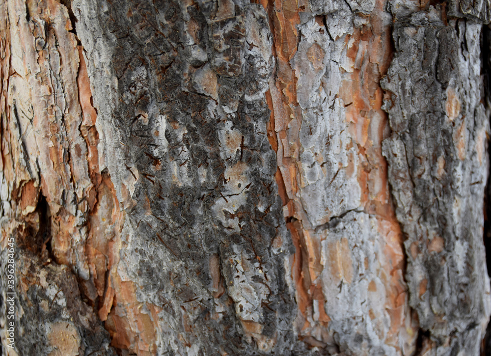 Obraz premium bark pines