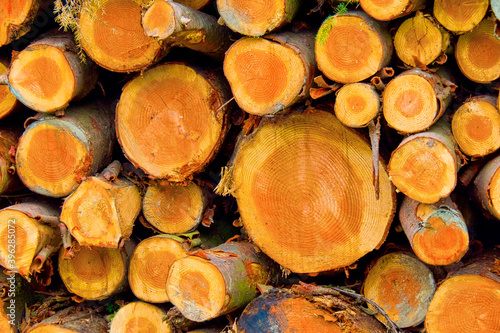 Felled Trees Trunks  Otzarreta Beech Forest  Gorbeia Natural Park  Bizkaia  Basque Country  Spain  Europe