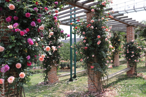 Φωτογραφία Climbing garden colorful  pink  roses on wooden trellis