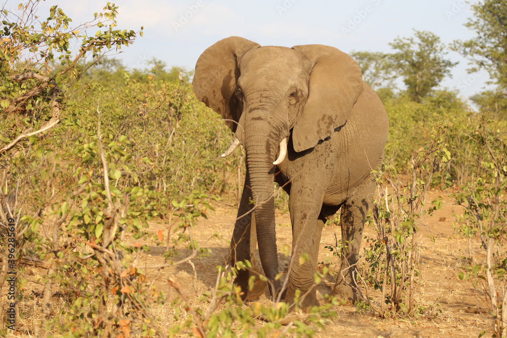 Fototapeta premium Afrikanischer Elefant / African elephant / Loxodonta africana
