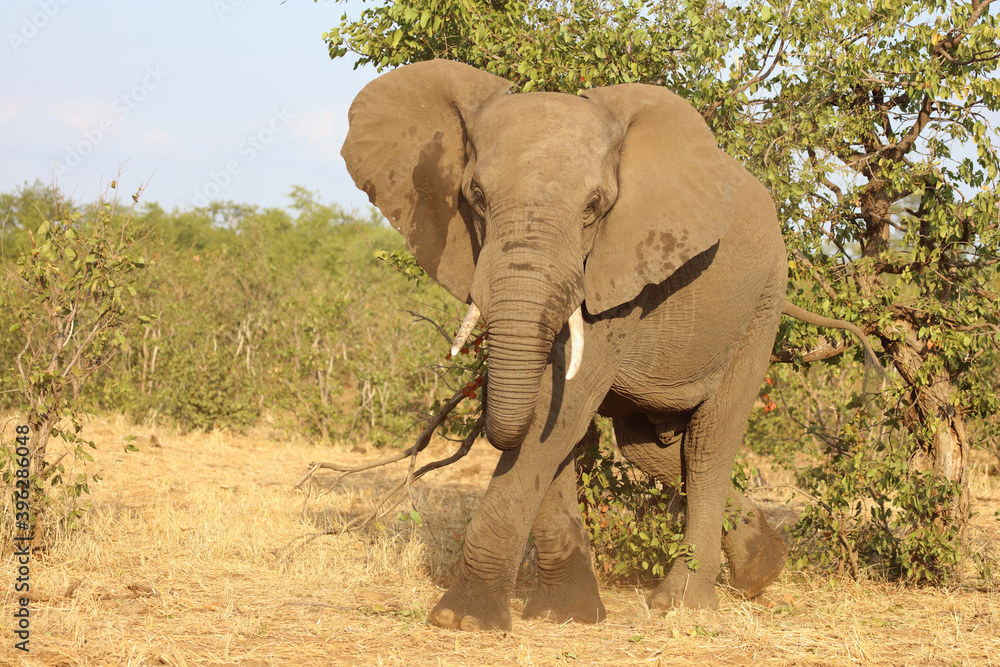 Obraz premium Afrikanischer Elefant / African elephant / Loxodonta africana