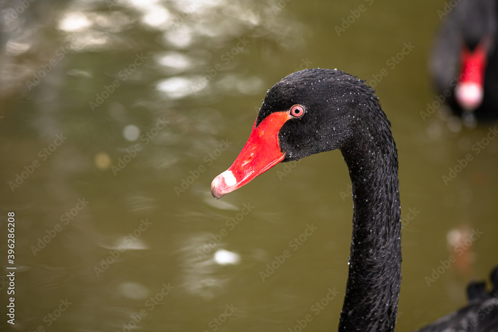 Fototapeta premium Nice black swan sweeming on lake spring nature ecology